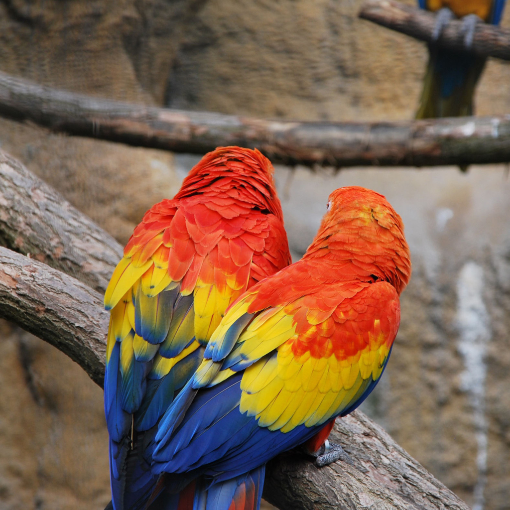 Das Colorful Parrots Wallpaper 1024x1024