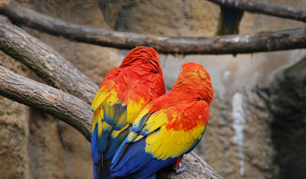 Colorful Parrots wallpaper 1024x600
