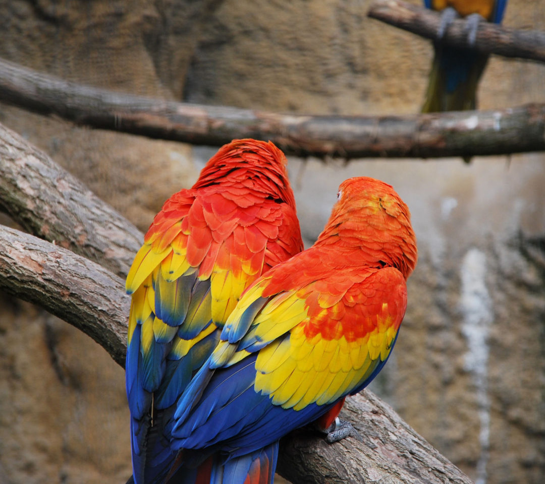 Colorful Parrots wallpaper 1080x960