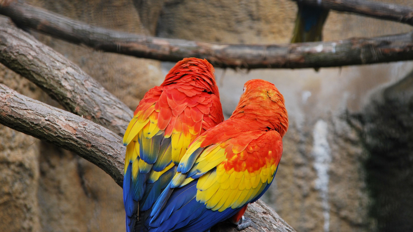 Обои Colorful Parrots 1366x768