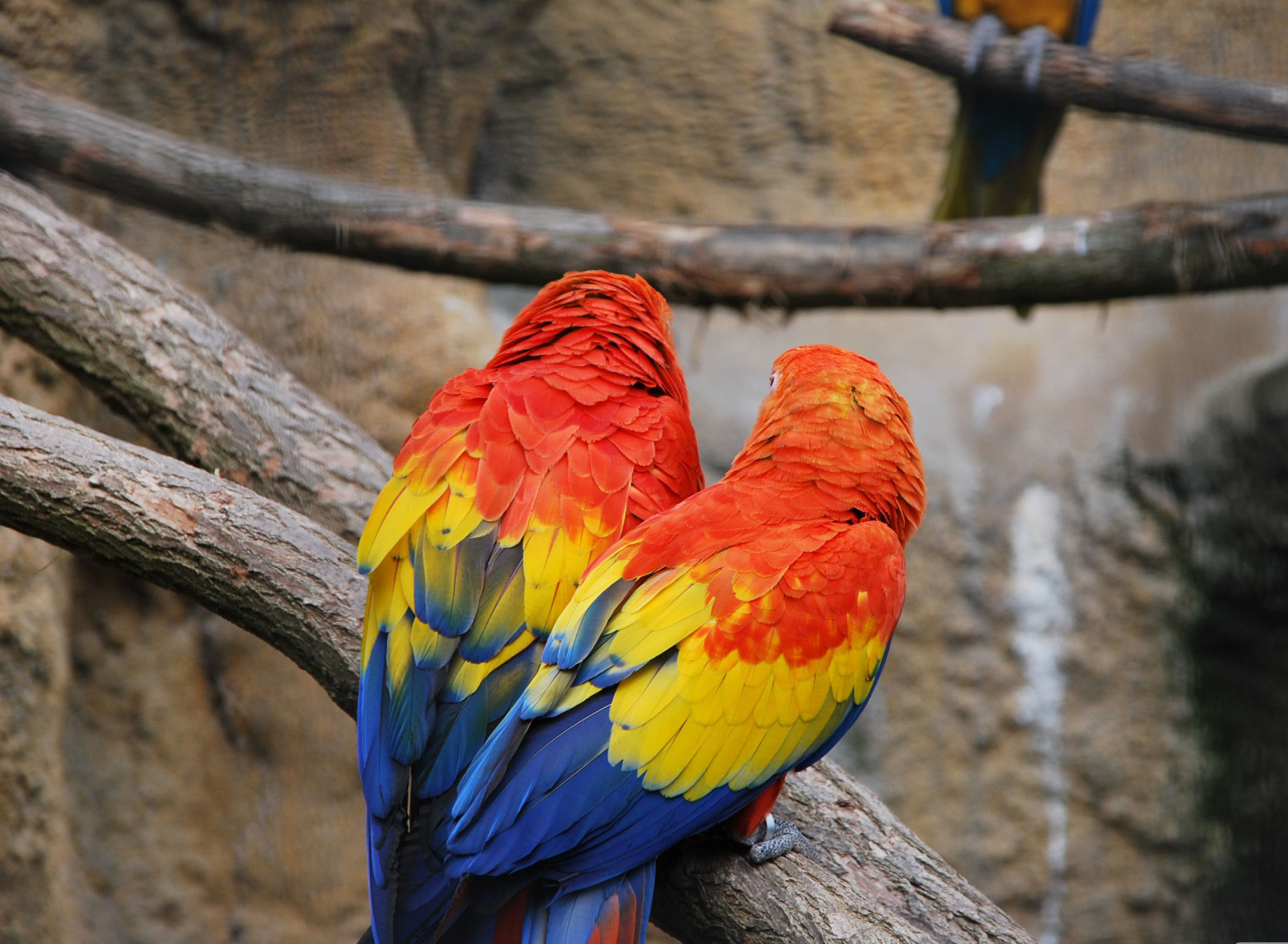 Fondo de pantalla Colorful Parrots 1920x1408