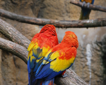 Screenshot №1 pro téma Colorful Parrots 220x176