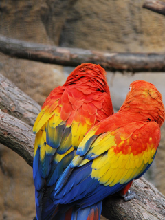 Colorful Parrots wallpaper 240x320