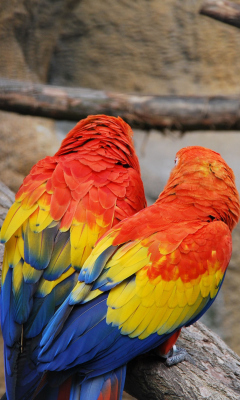 Обои Colorful Parrots 240x400