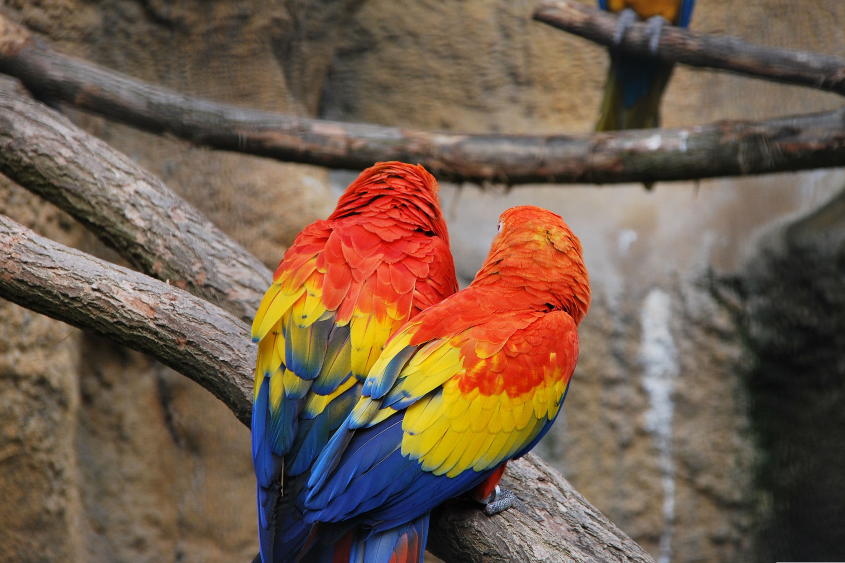 Fondo de pantalla Colorful Parrots 2880x1920