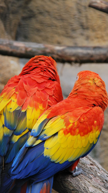 Fondo de pantalla Colorful Parrots 360x640