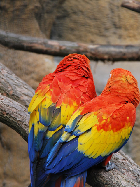 Colorful Parrots wallpaper 480x640