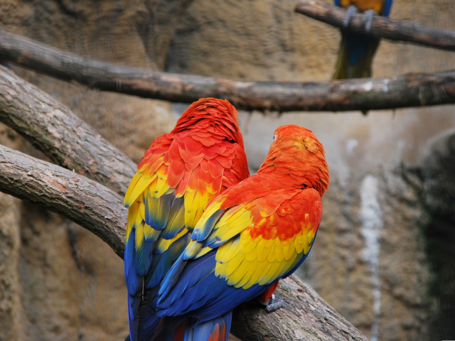 Sfondi Colorful Parrots 640x480