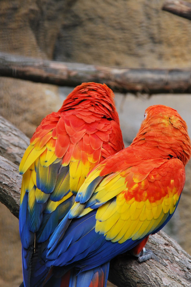 Fondo de pantalla Colorful Parrots 640x960