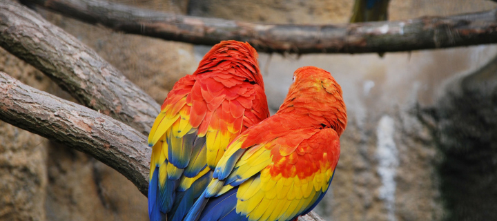 Colorful Parrots wallpaper 720x320