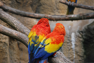 Colorful Parrots Background for Android, iPhone and iPad