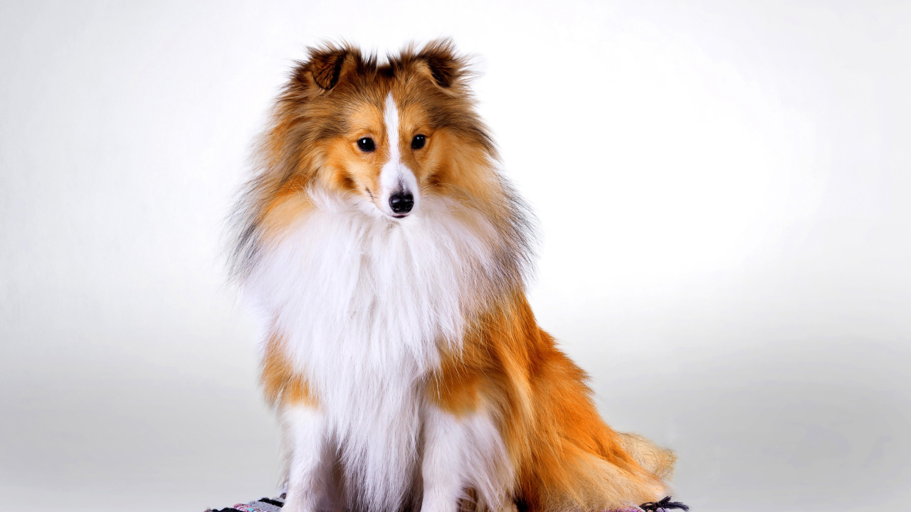 Shetland Sheepdog wallpaper 1280x720