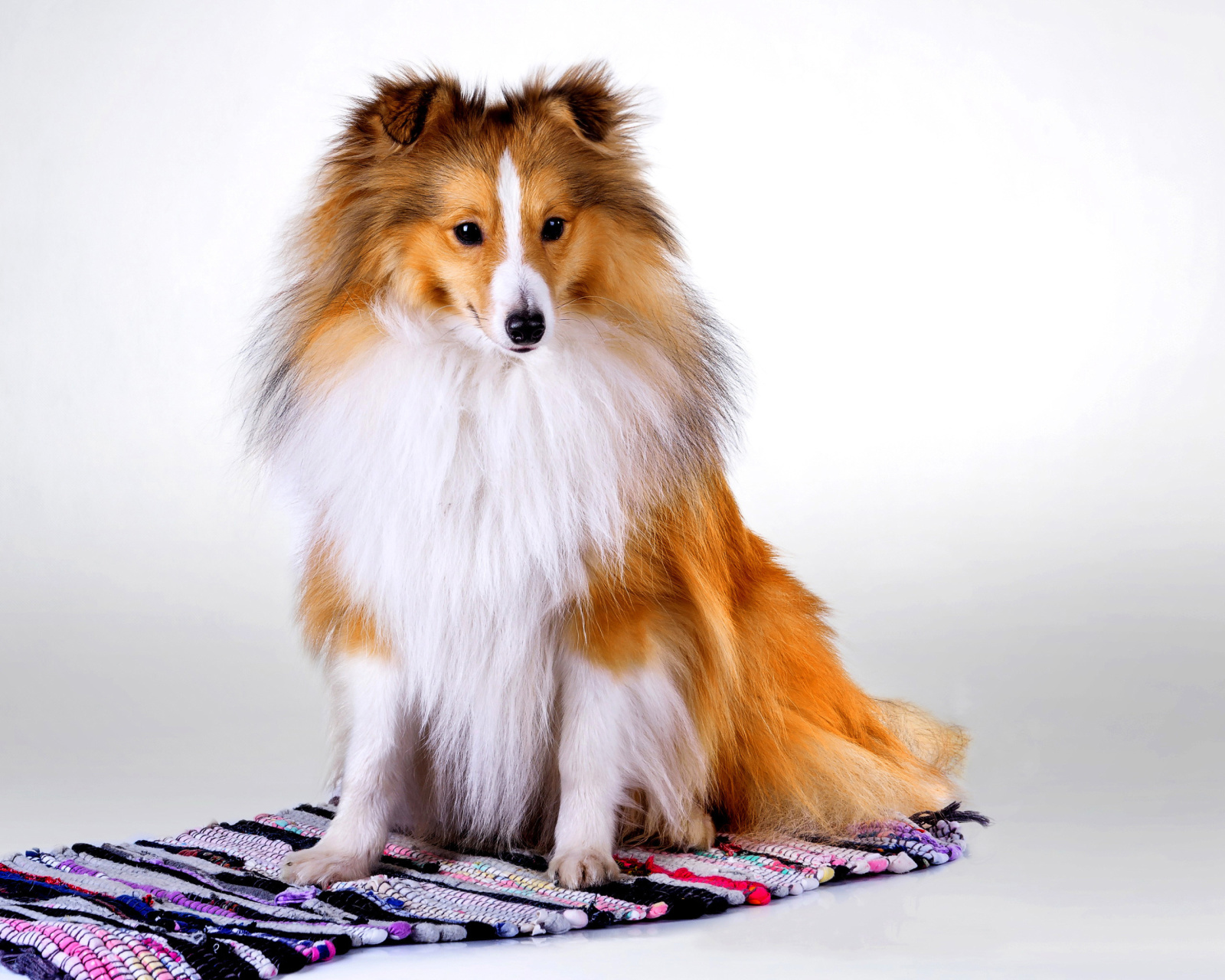 Screenshot №1 pro téma Shetland Sheepdog 1600x1280