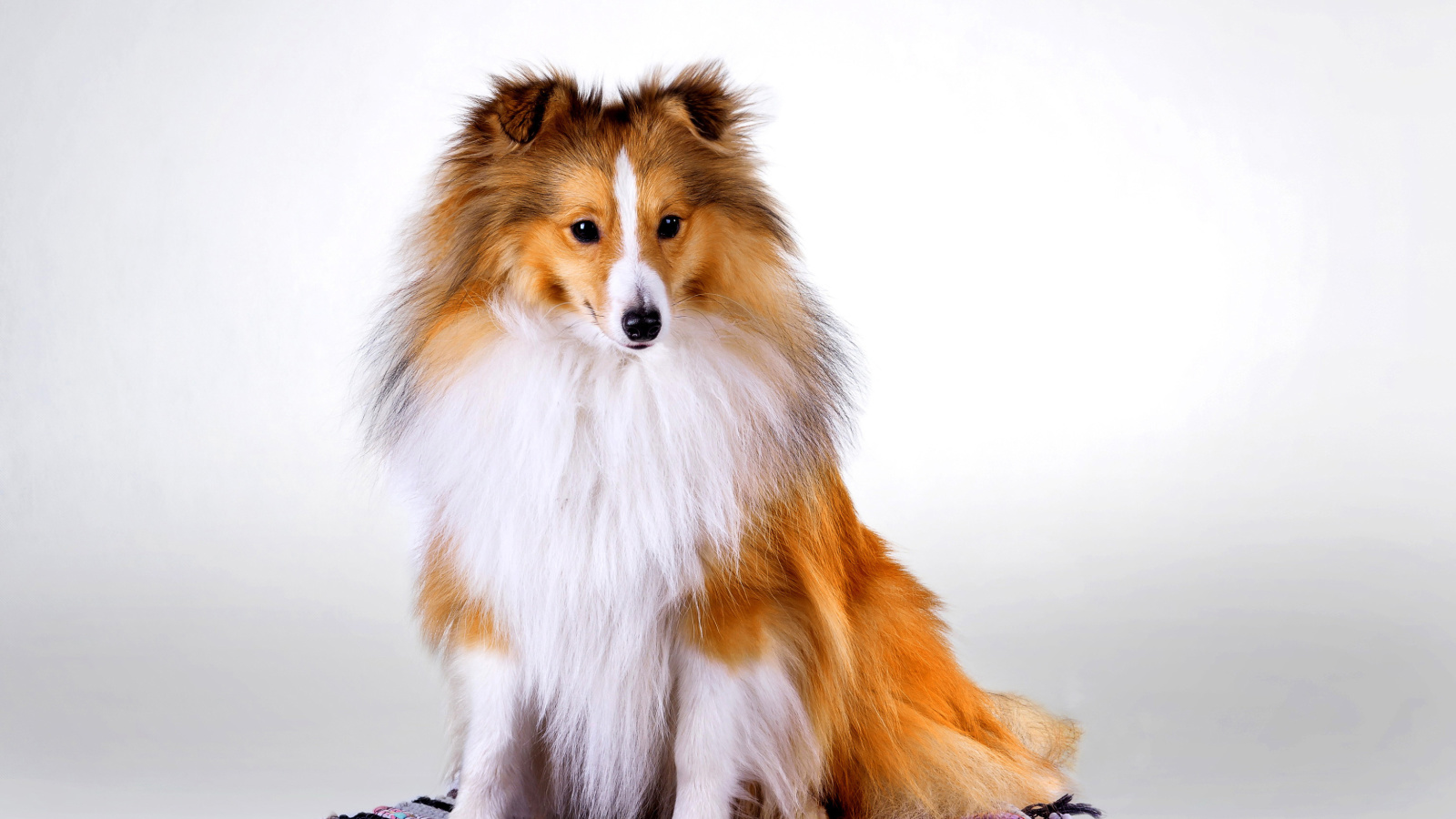 Shetland Sheepdog wallpaper 1600x900