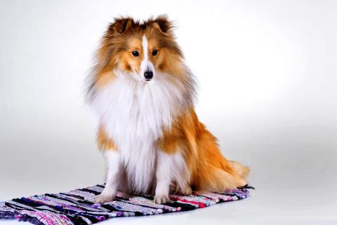 Screenshot №1 pro téma Shetland Sheepdog 480x320