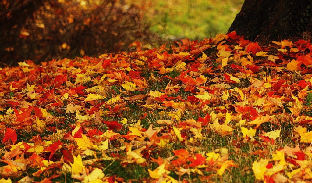 Обои Red And Yellow Autumn Leaves 1024x600