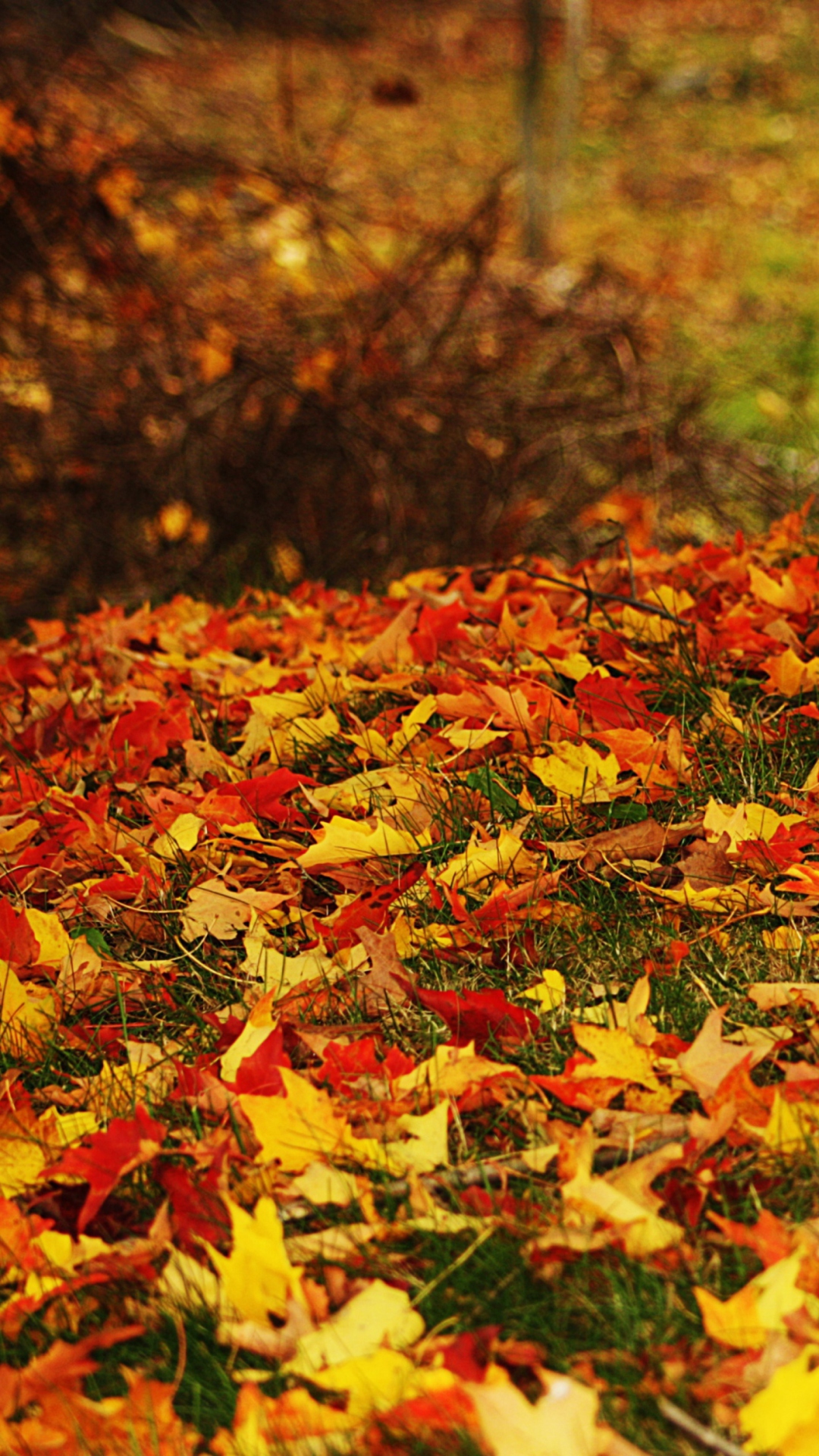 Das Red And Yellow Autumn Leaves Wallpaper 1080x1920