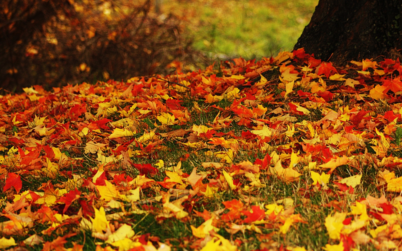 Fondo de pantalla Red And Yellow Autumn Leaves 1280x800