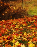 Das Red And Yellow Autumn Leaves Wallpaper 128x160