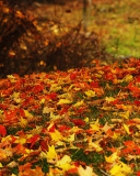 Sfondi Red And Yellow Autumn Leaves 128x160