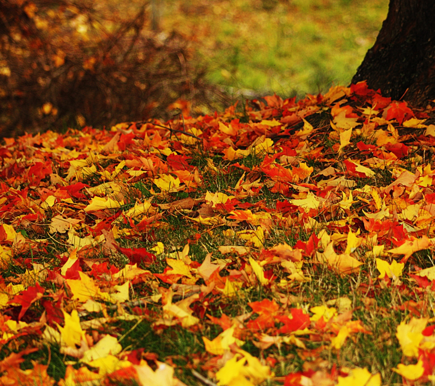 Fondo de pantalla Red And Yellow Autumn Leaves 1440x1280
