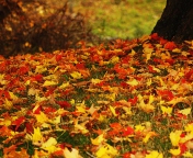 Red And Yellow Autumn Leaves wallpaper 176x144