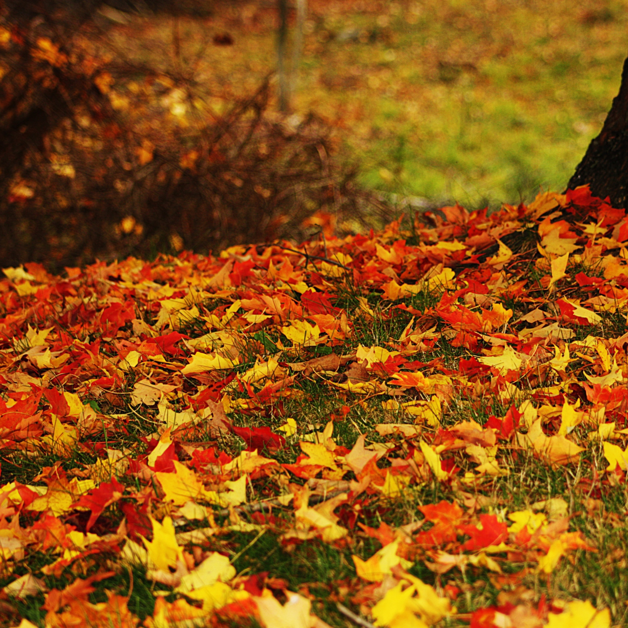 Fondo de pantalla Red And Yellow Autumn Leaves 2048x2048