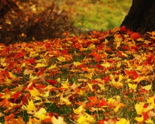 Das Red And Yellow Autumn Leaves Wallpaper 220x176
