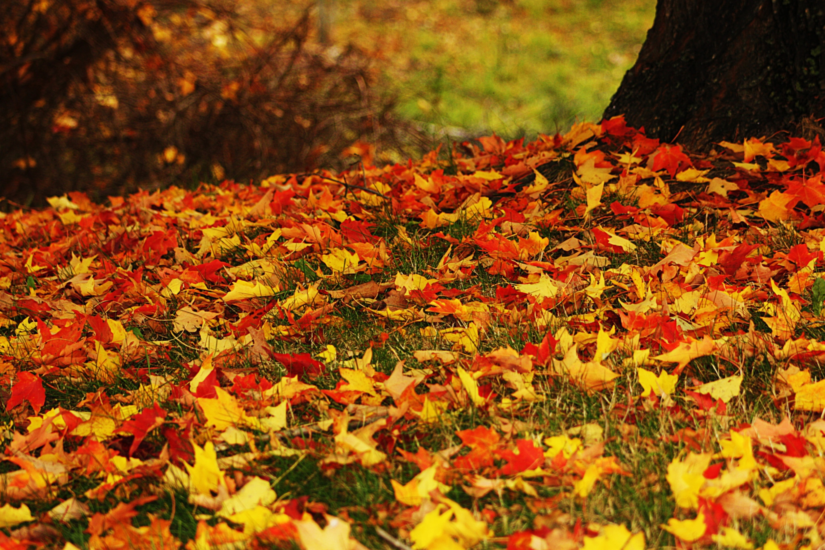 Fondo de pantalla Red And Yellow Autumn Leaves 2880x1920