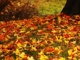 Обои Red And Yellow Autumn Leaves 320x240