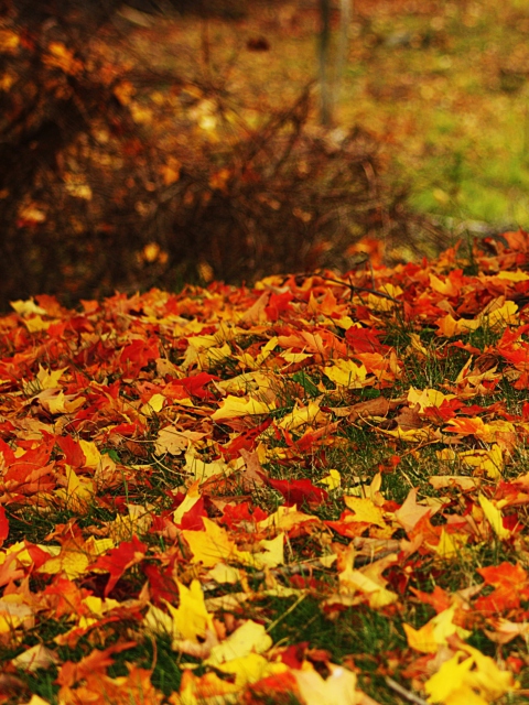 Red And Yellow Autumn Leaves wallpaper 480x640