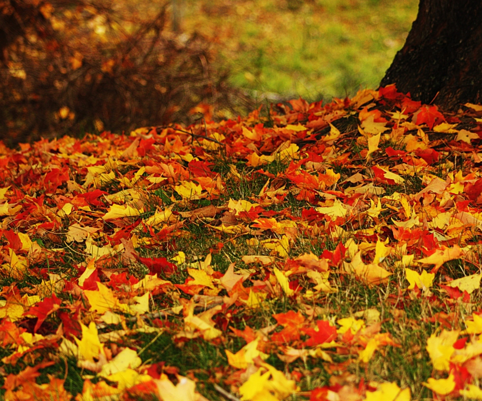 Обои Red And Yellow Autumn Leaves 960x800