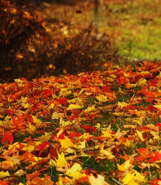 Red And Yellow Autumn Leaves - Obrázkek zdarma pro 320x480