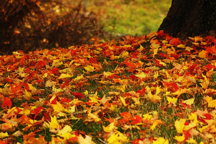 Fondo de pantalla Red And Yellow Autumn Leaves