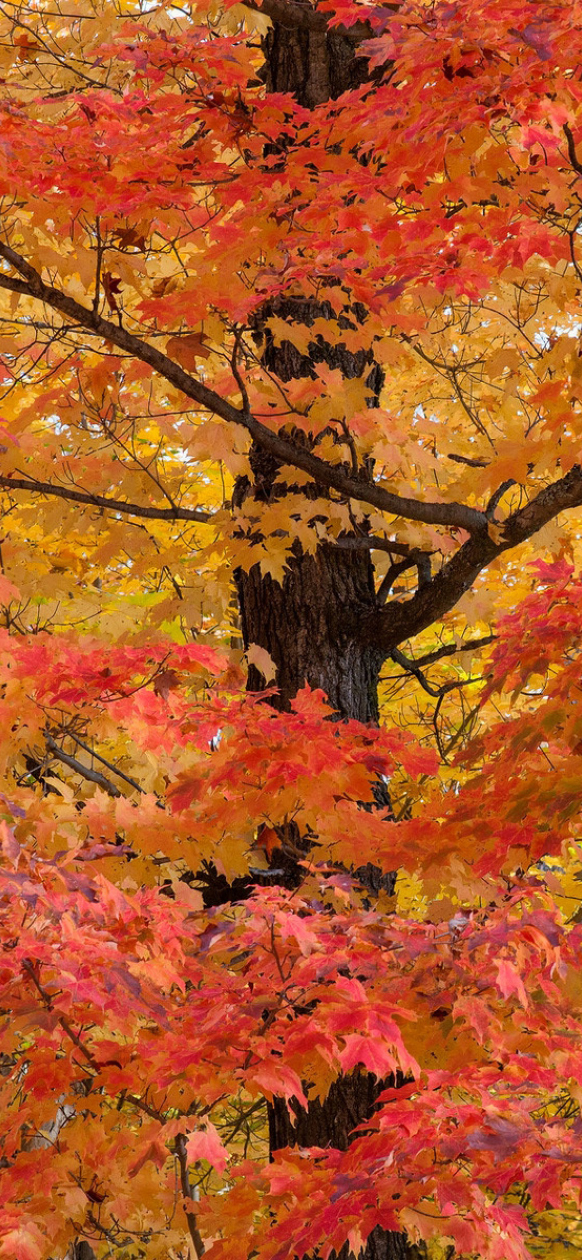 Das Autumn Leaves Wallpaper 1170x2532