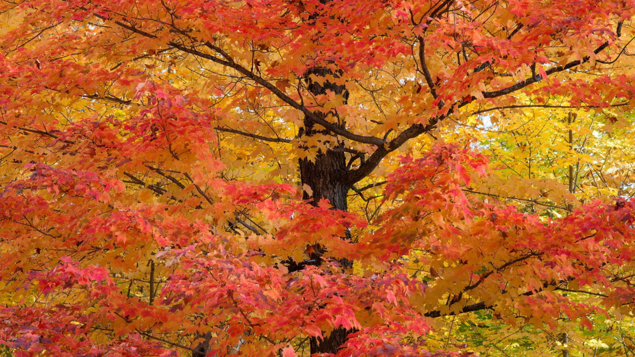 Autumn Leaves wallpaper 1280x720