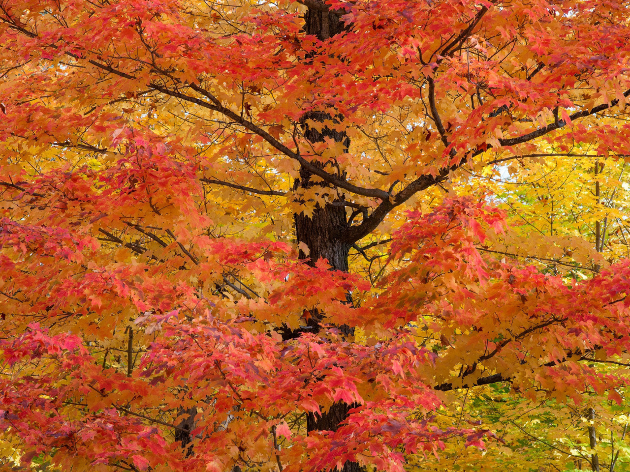 Das Autumn Leaves Wallpaper 1280x960