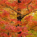 Das Autumn Leaves Wallpaper 128x128