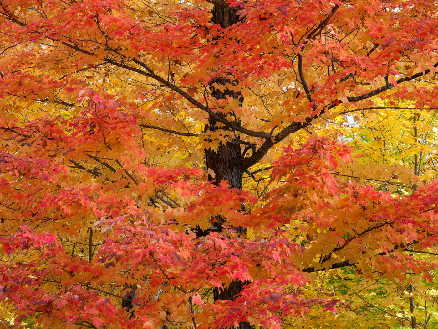 Das Autumn Leaves Wallpaper 1400x1050