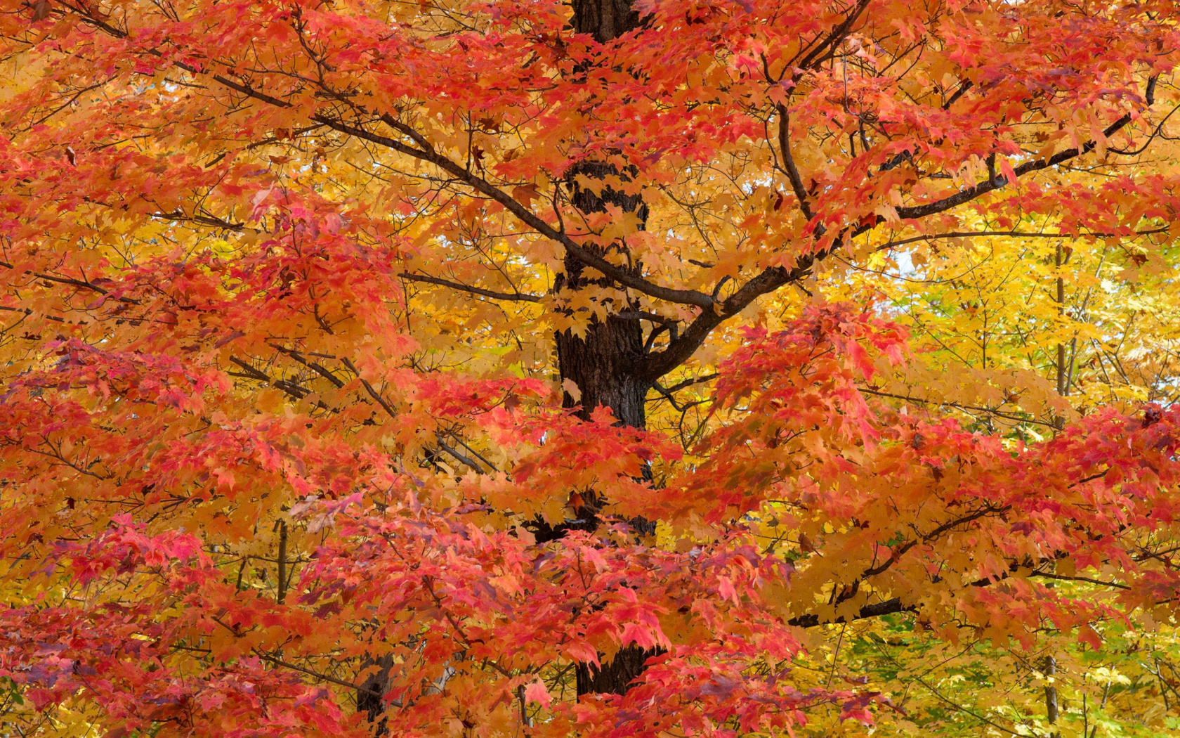 Das Autumn Leaves Wallpaper 1680x1050