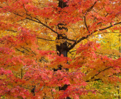Das Autumn Leaves Wallpaper 176x144