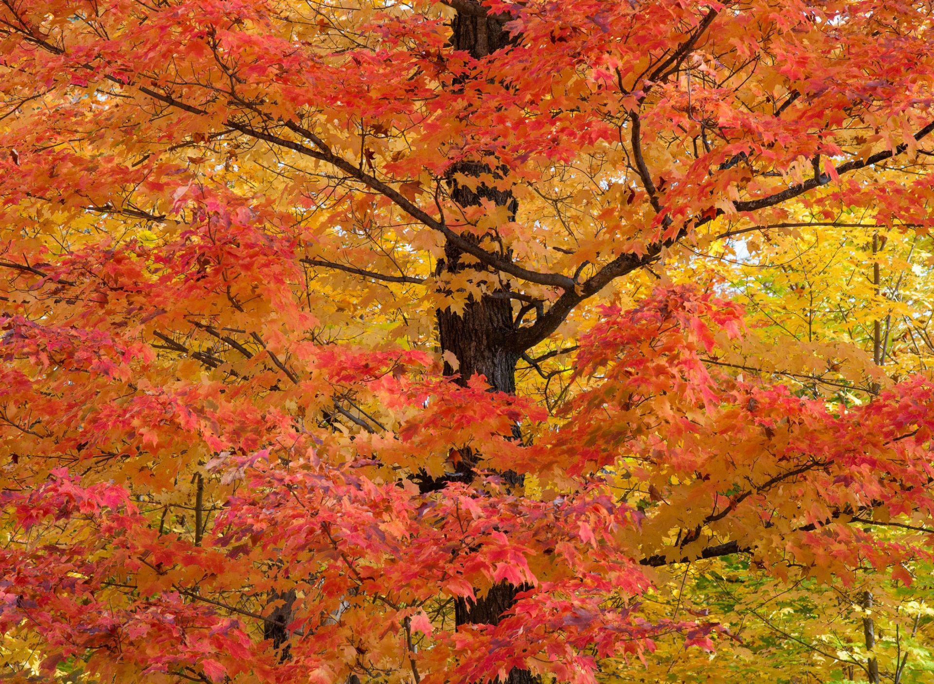 Das Autumn Leaves Wallpaper 1920x1408