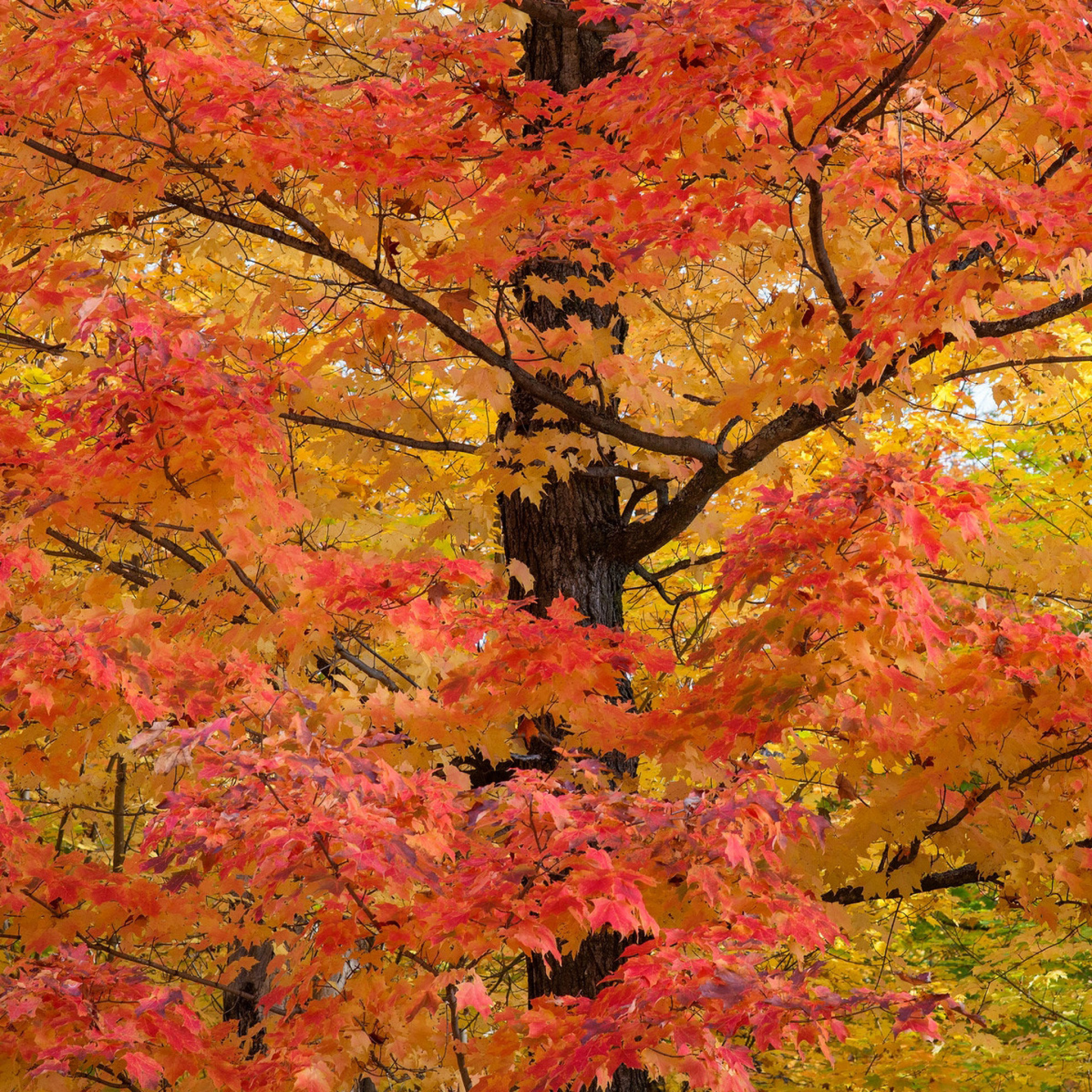 Das Autumn Leaves Wallpaper 2048x2048