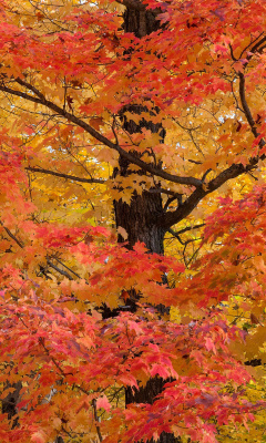 Sfondi Autumn Leaves 240x400