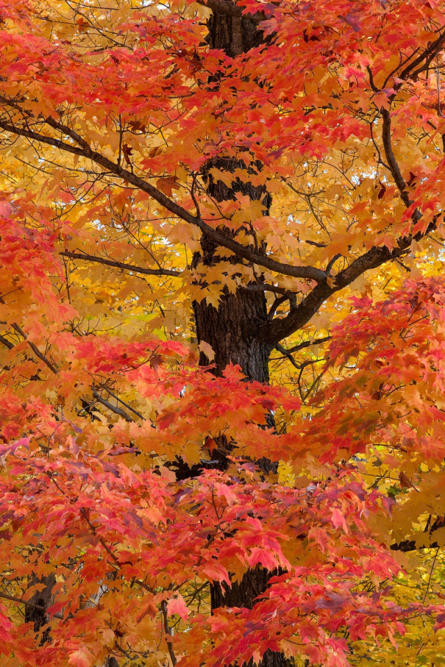 Обои Autumn Leaves 640x960