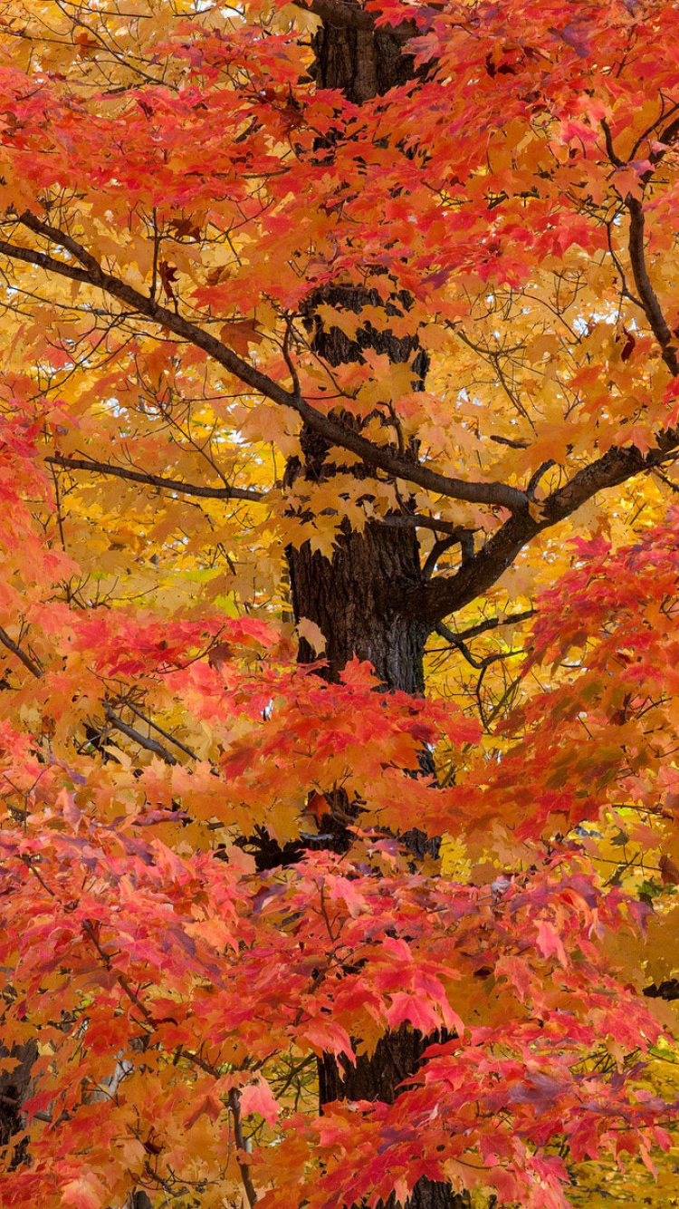 Autumn Leaves wallpaper 750x1334