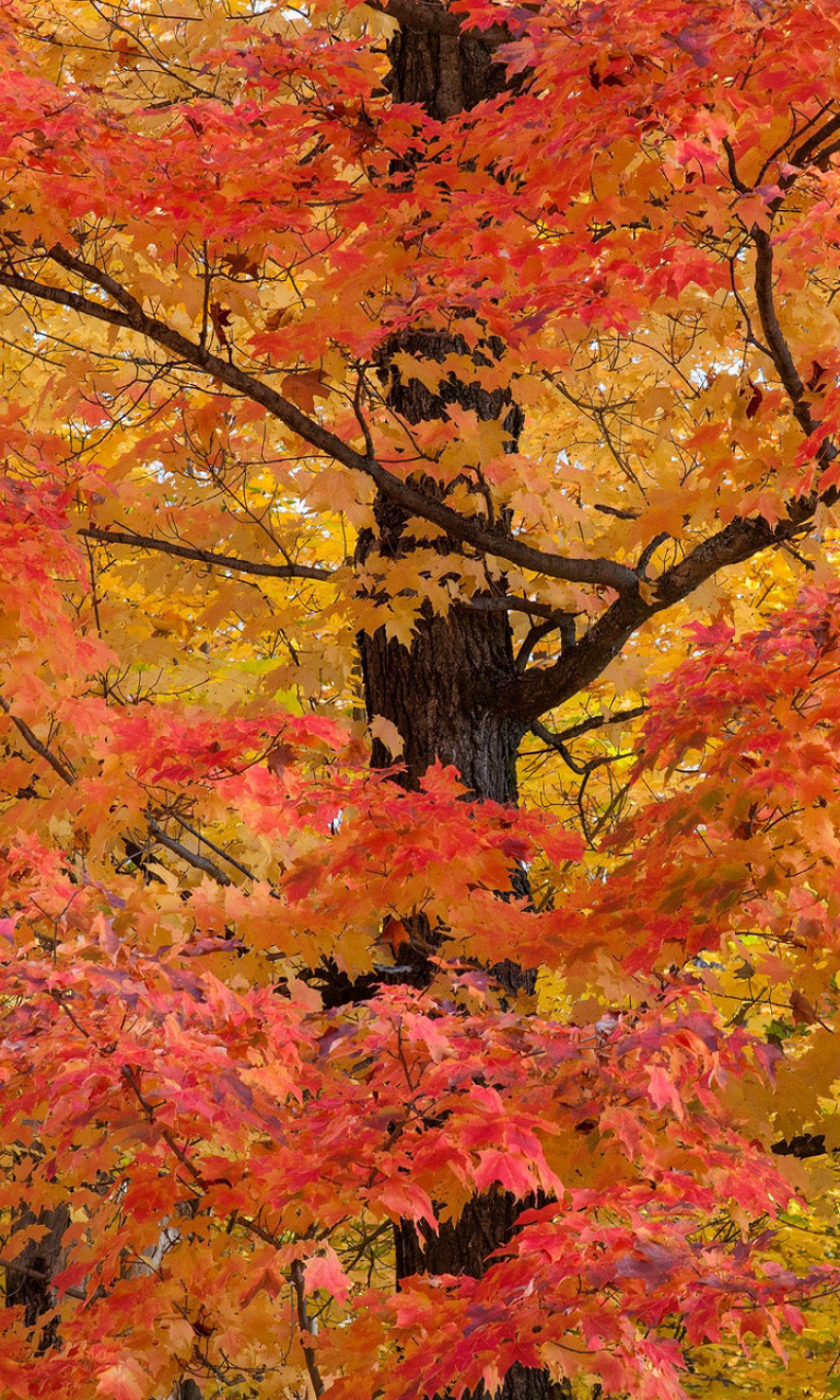 Das Autumn Leaves Wallpaper 768x1280