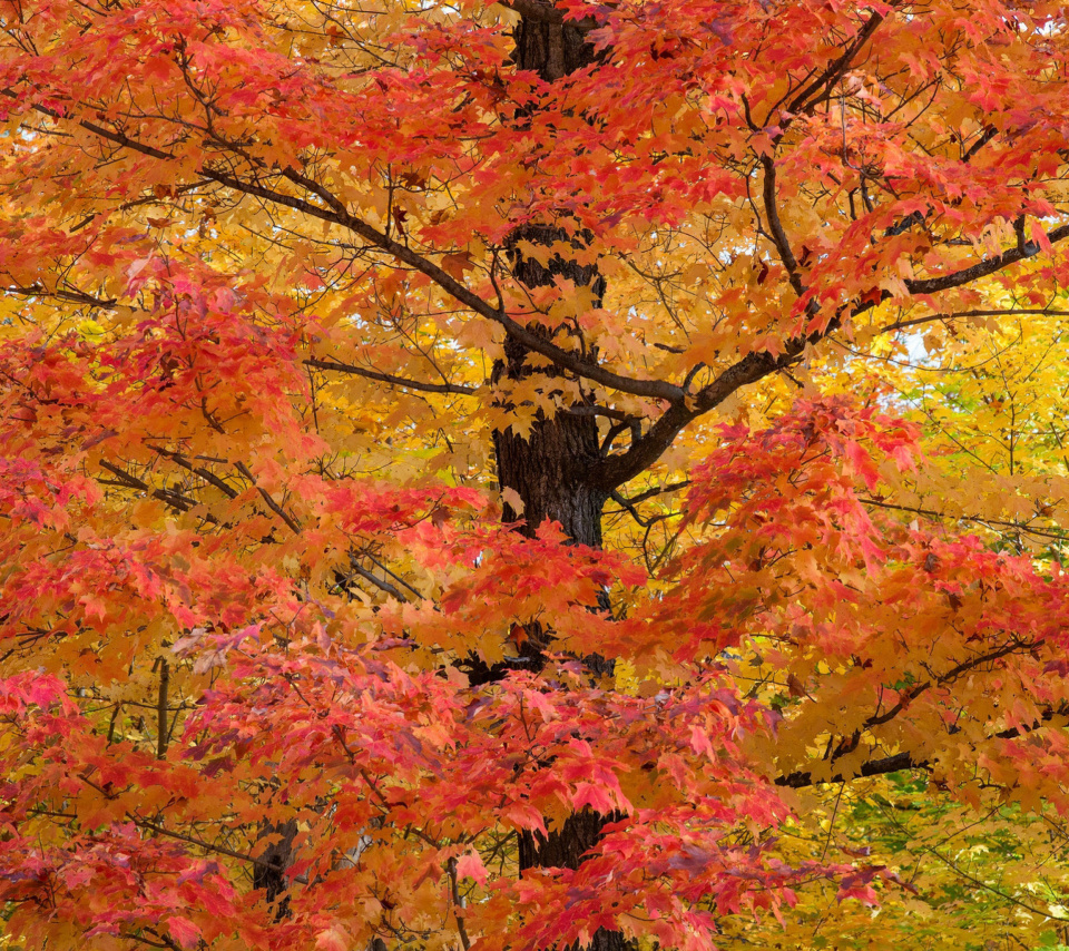 Das Autumn Leaves Wallpaper 960x854