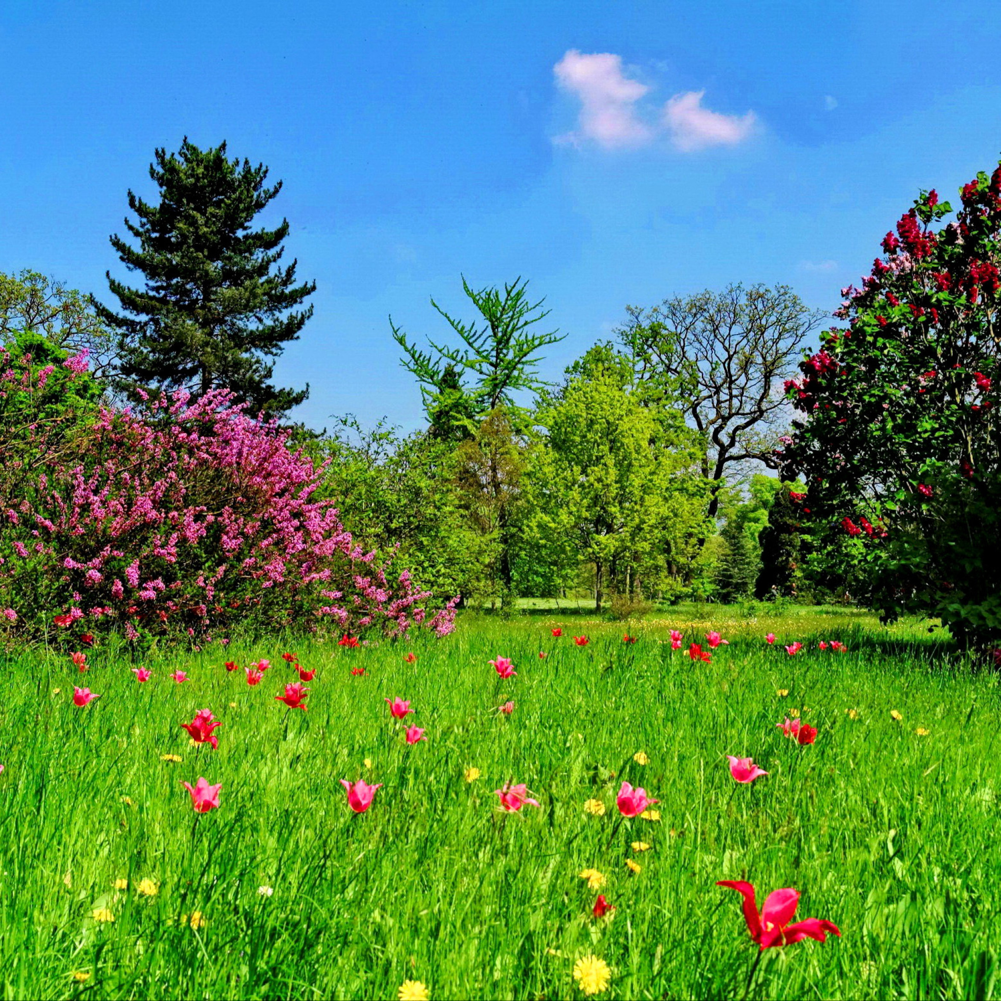 Цветочные поляны филимонковское. Летняя природа. Полянка с цветами. Летний пейзаж. Красивое лето.