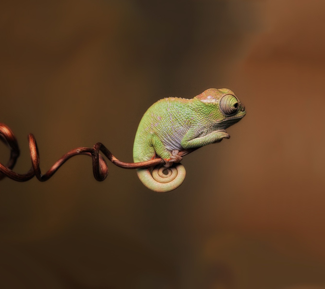 Chameleon On Stick wallpaper 1080x960